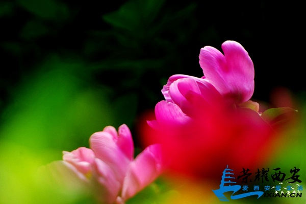 IMGP7312.jpg