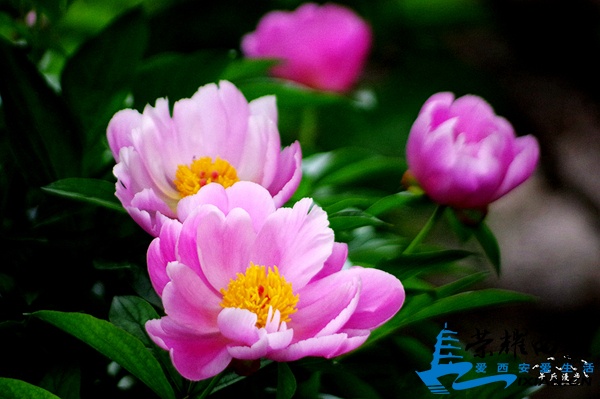 IMGP7260.jpg