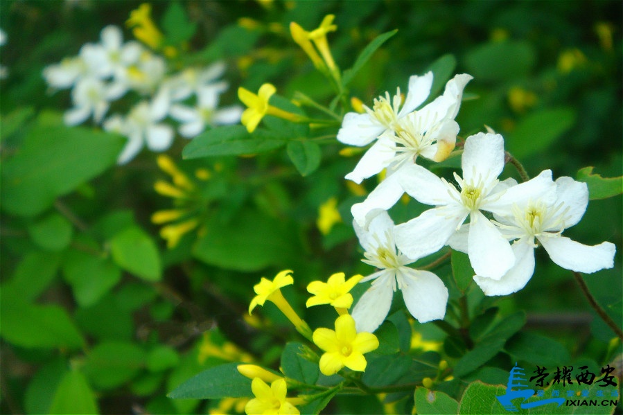 DSC03219_meitu_17.jpg