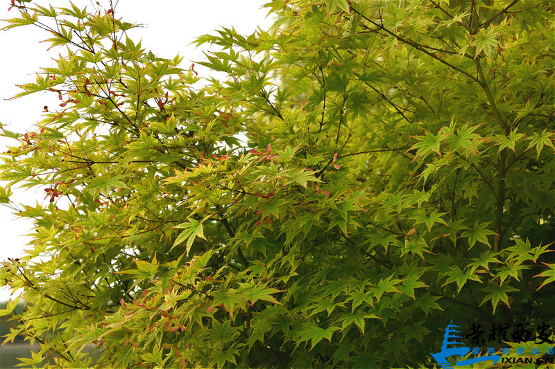 DSC_4575_meitu_2.jpg
