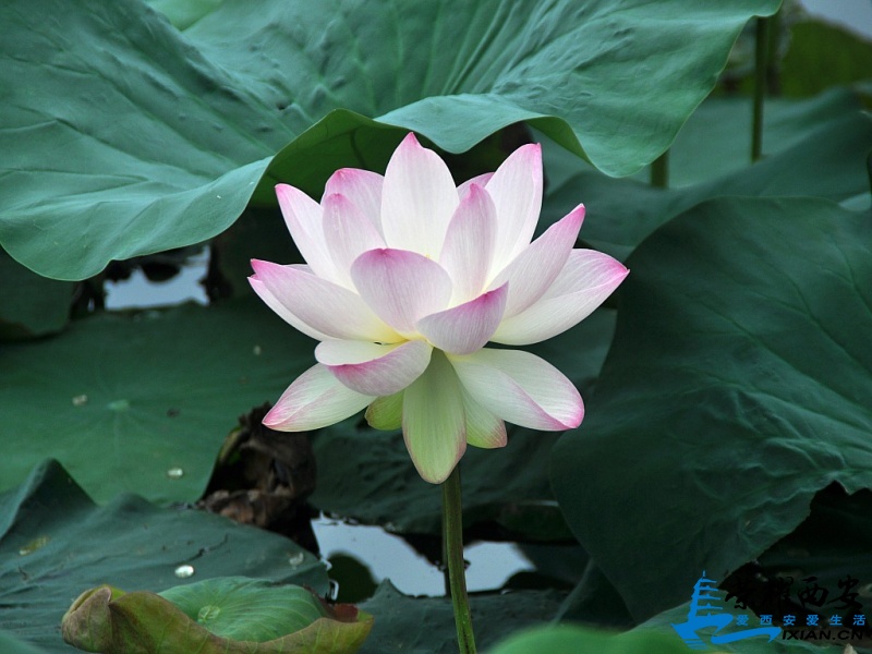 DSC_0079_conew1.jpg