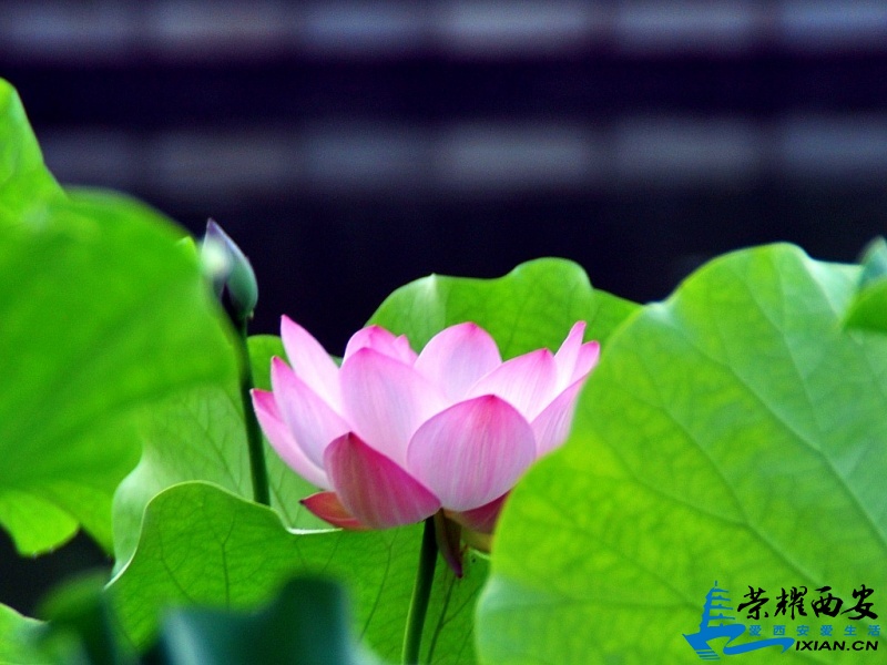 DSC_0014_conew1.jpg