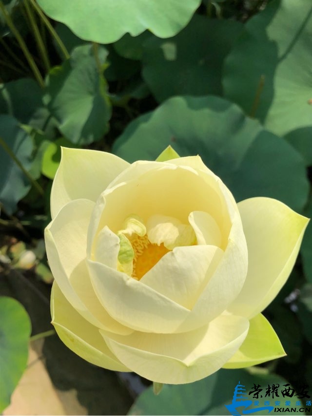 201906255288241561447268631928.jpg