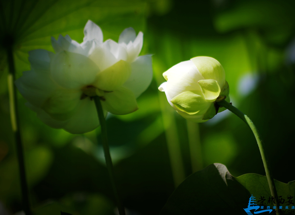 IMGP8092_副本.jpg