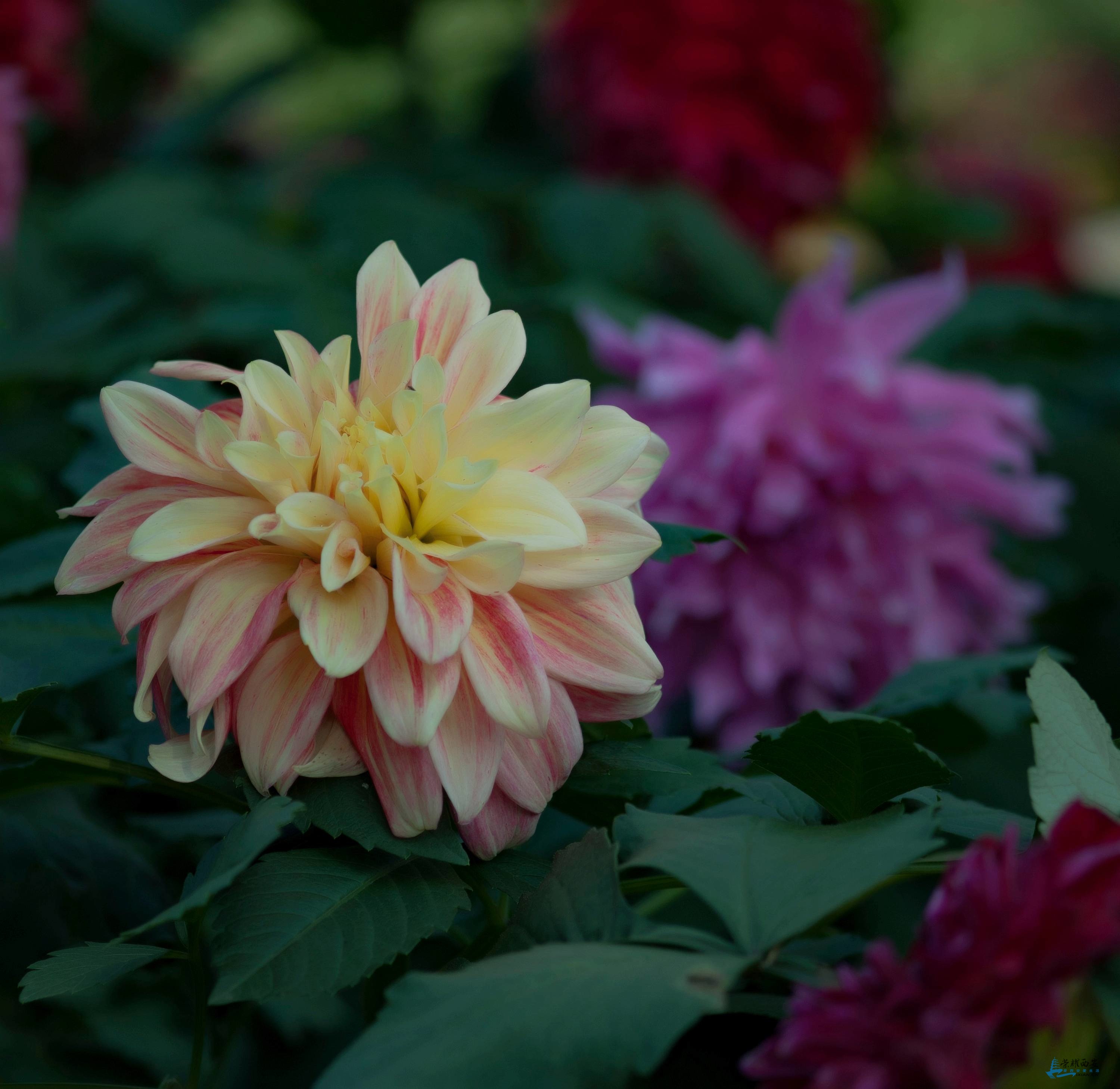 大荔花-001.jpg