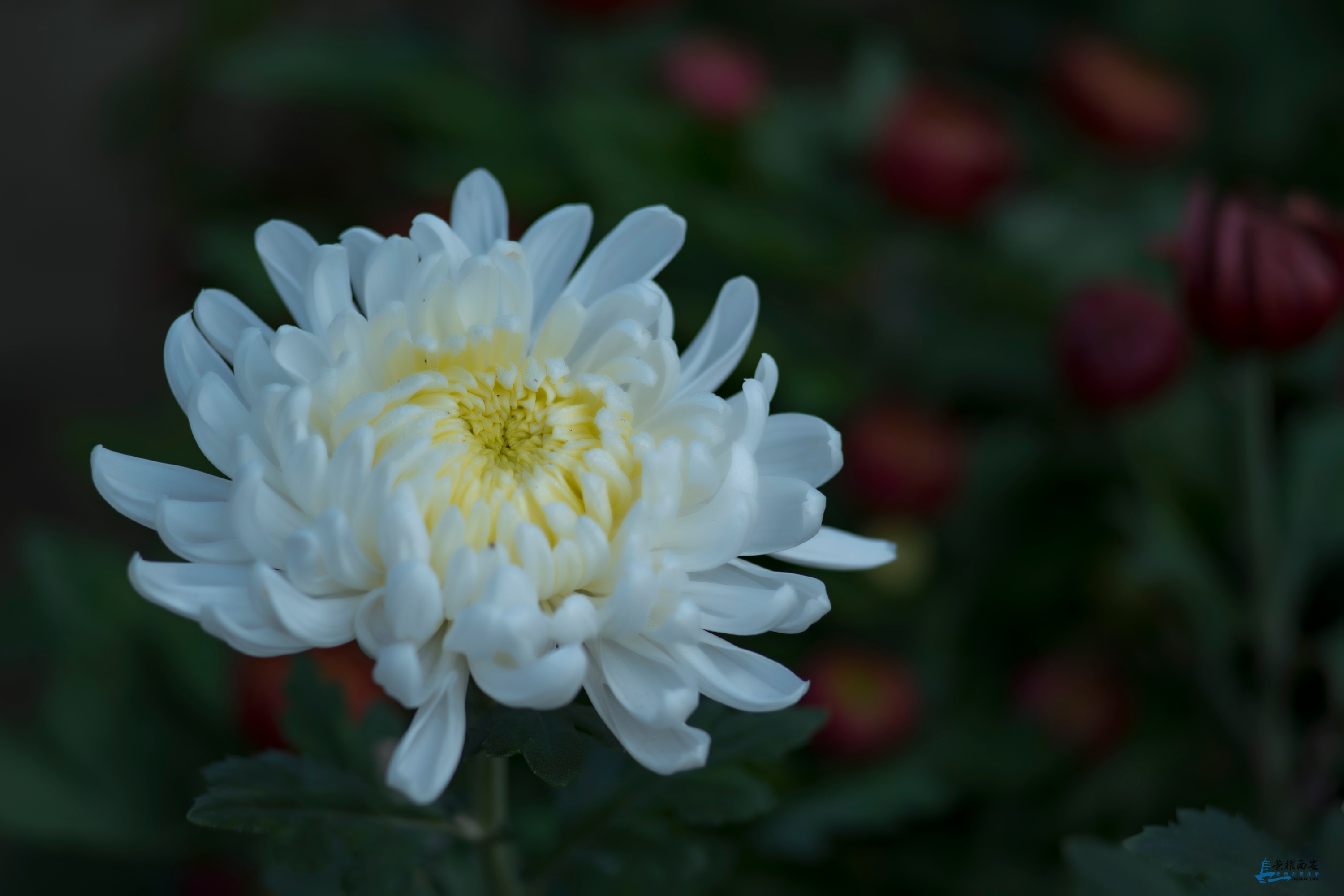 菊花-005.jpg