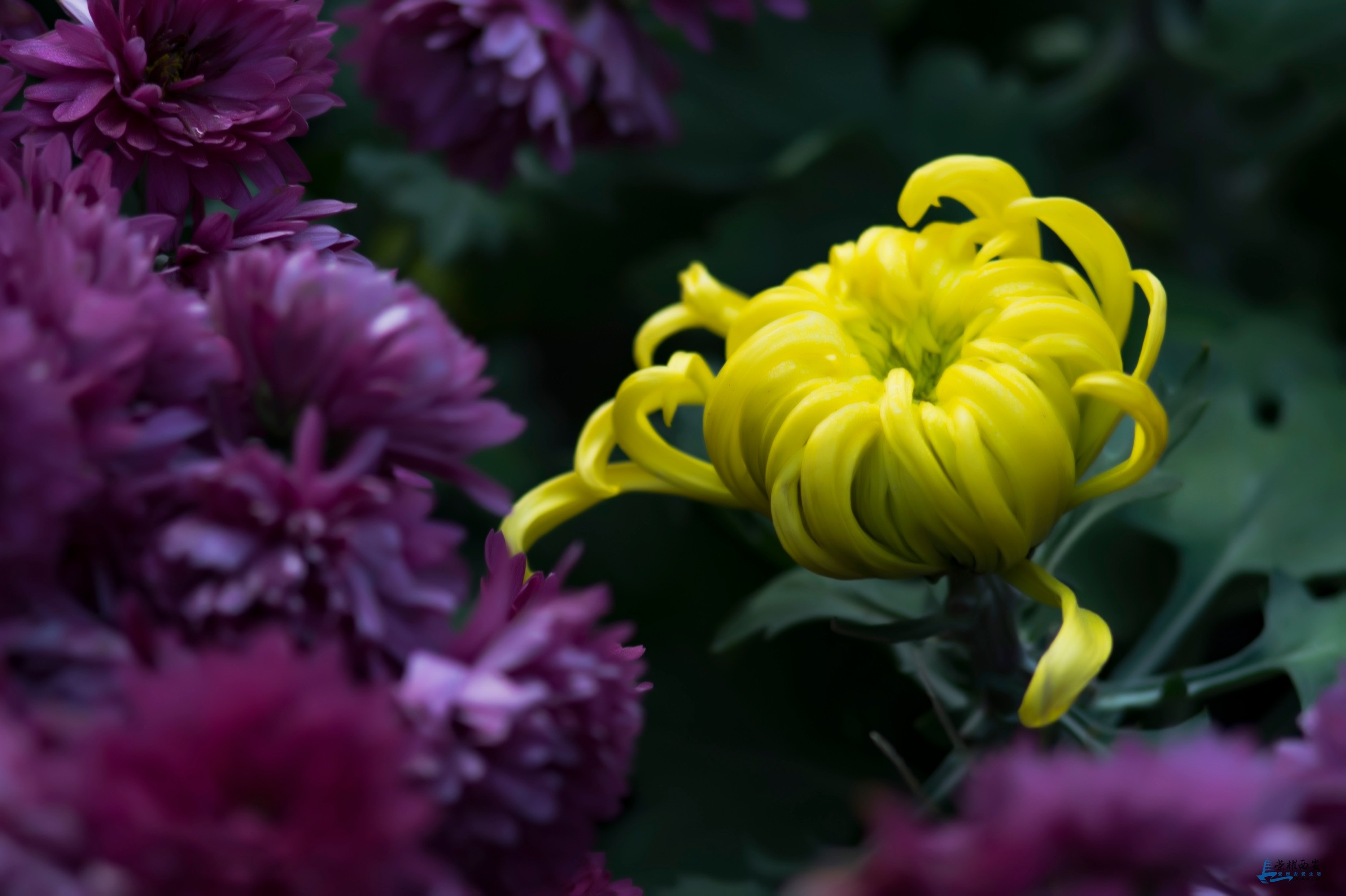 菊花-013.jpg