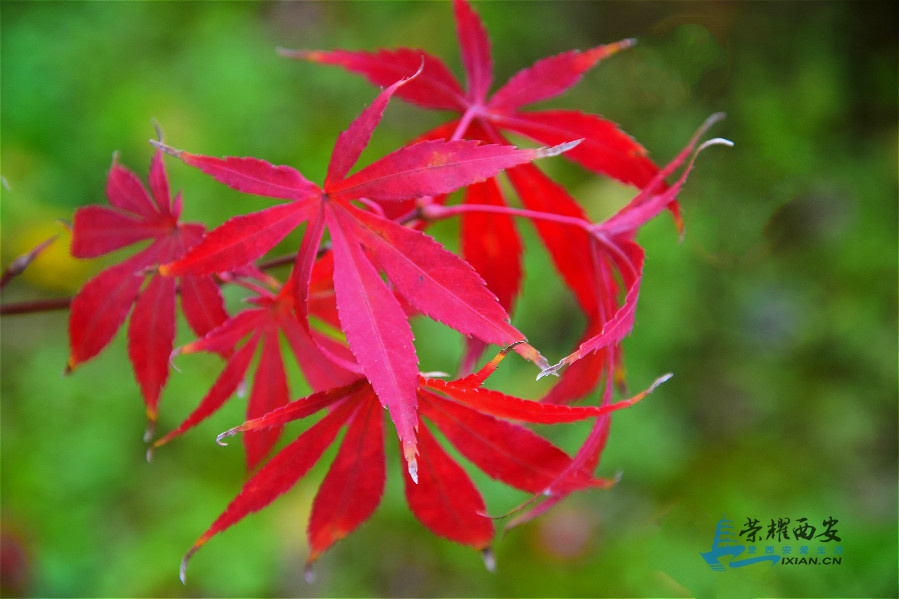 DSC_3200_meitu_8.jpg