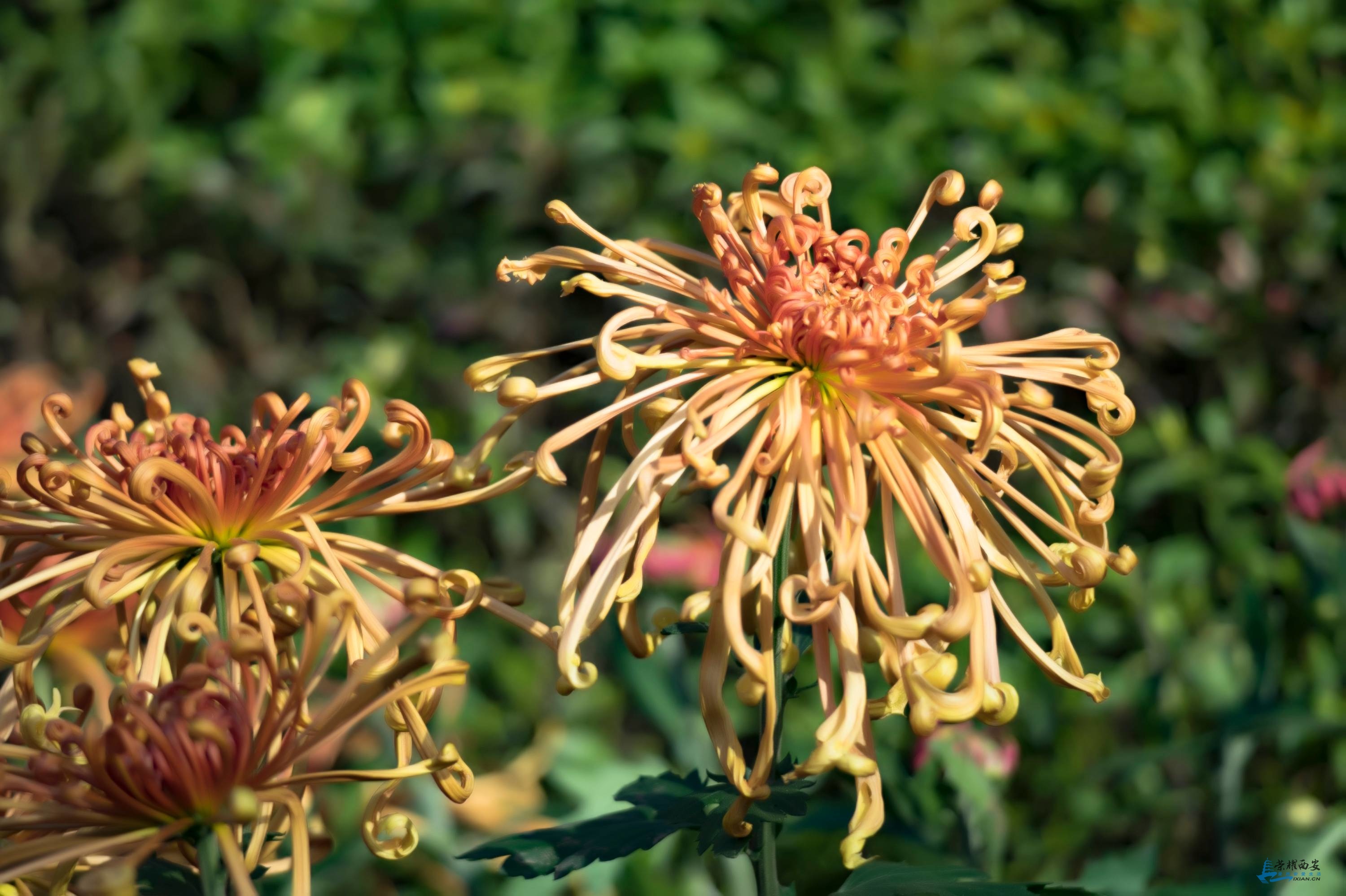 菊花-006.jpg