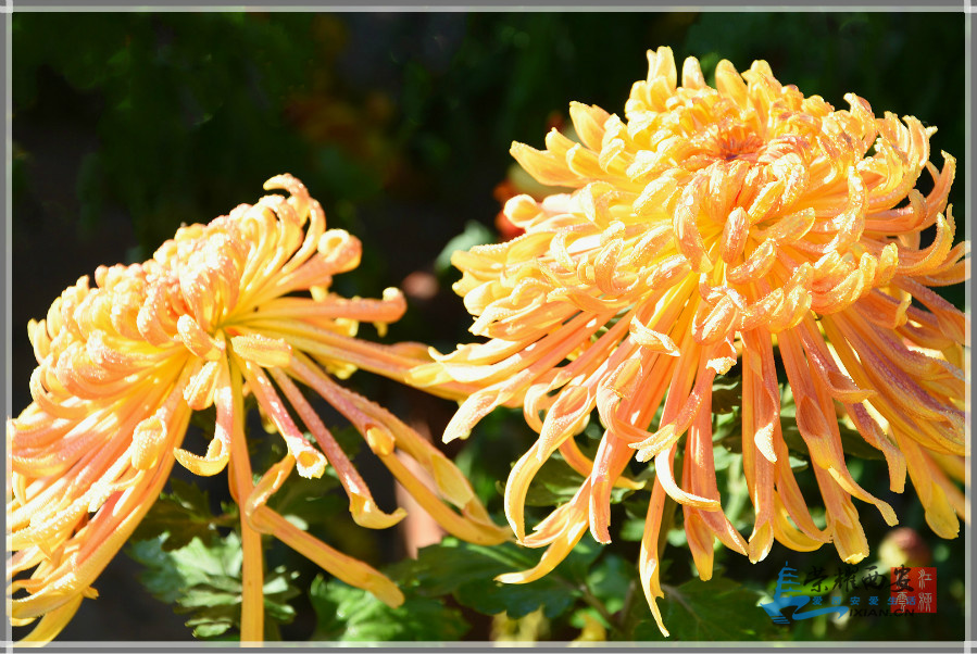 DSC_3468_meitu_33.jpg
