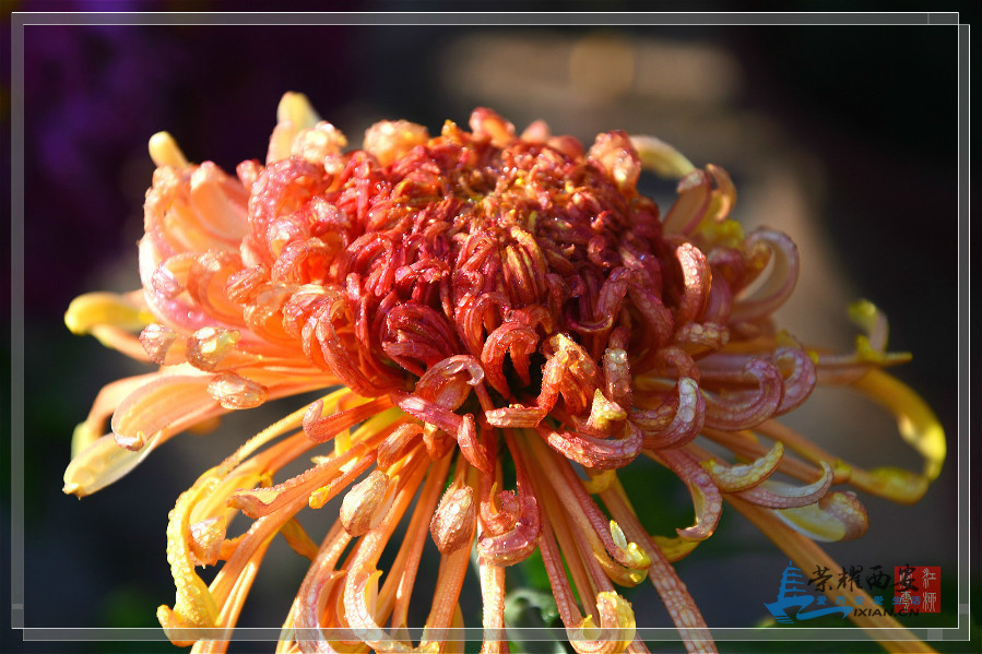 DSC_3489_meitu_50.jpg