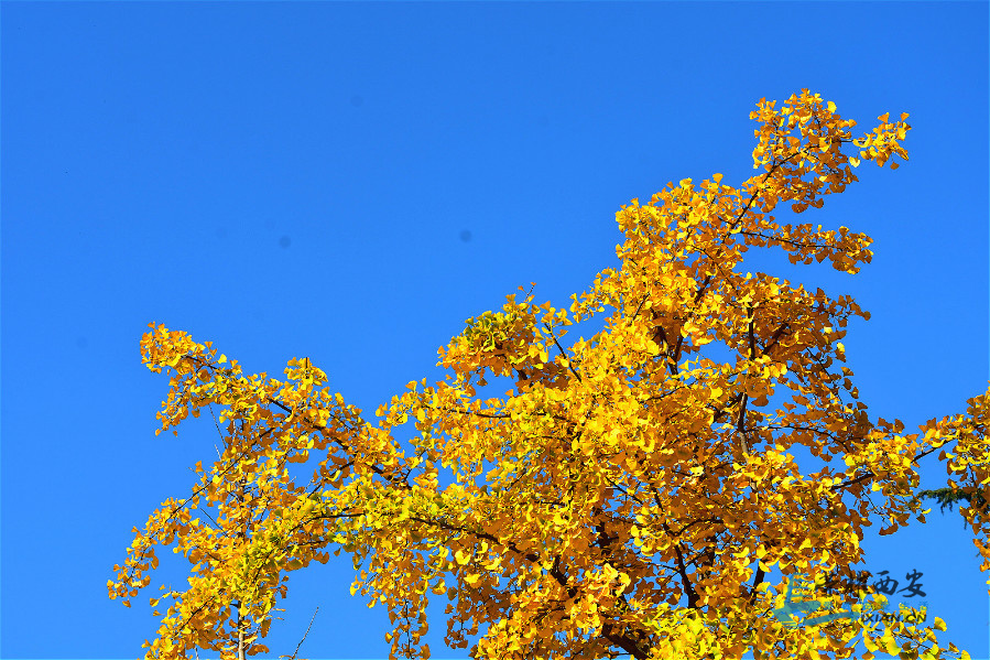 DSC_3878_meitu_101.jpg