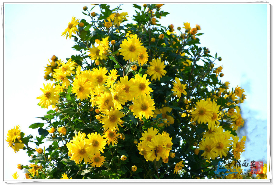 DSC_3642_meitu_106.jpg