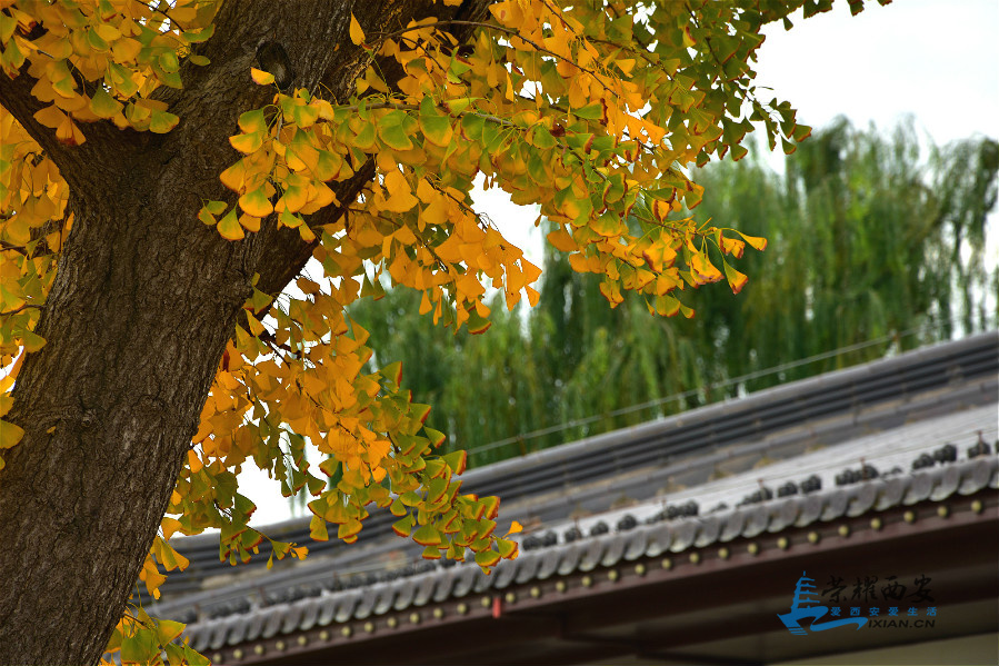 DSC_3995_meitu_87.jpg