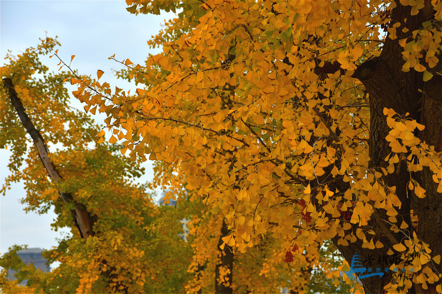 DSC_3984_meitu_76.jpg