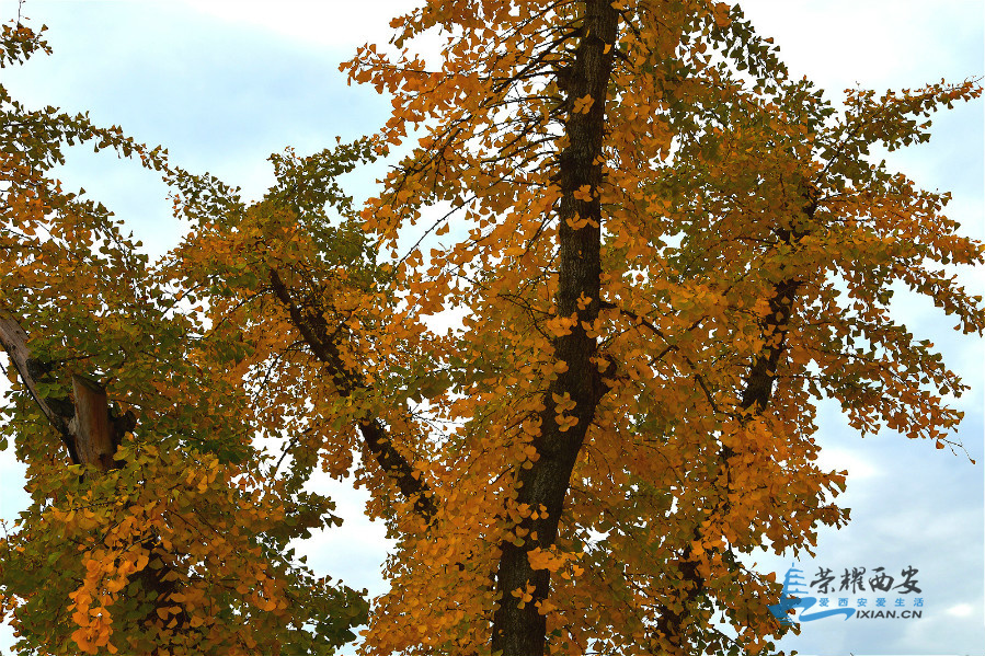 DSC_3987_meitu_79.jpg