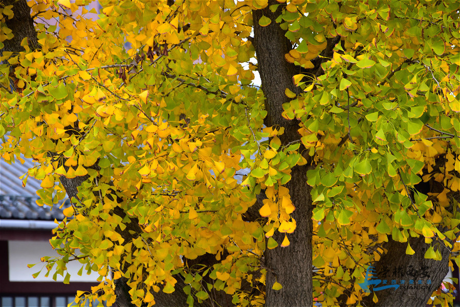 DSC_3992_meitu_84.jpg