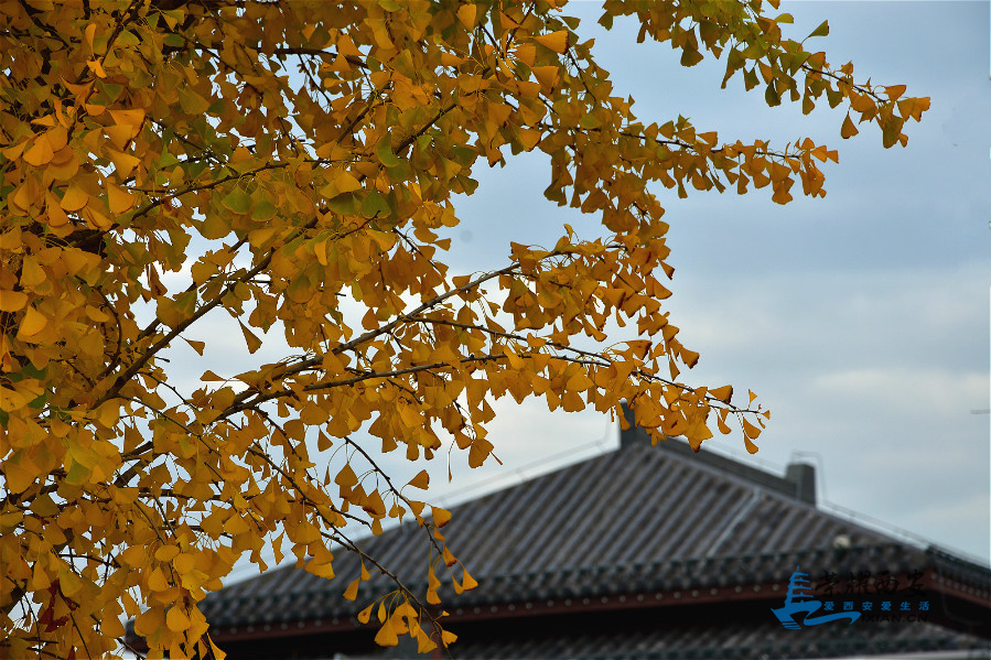 DSC_3993_meitu_85.jpg