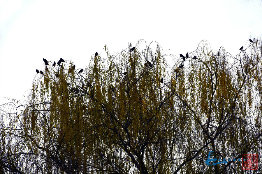 DSC_5053_meitu_6.jpg
