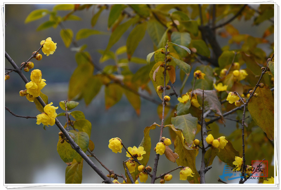 DSC_5233_meitu_38.jpg
