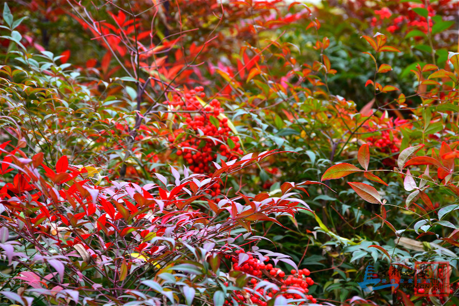DSC_5301_meitu_13.jpg