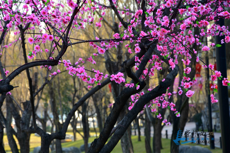 DSC_6288_meitu_28.jpg