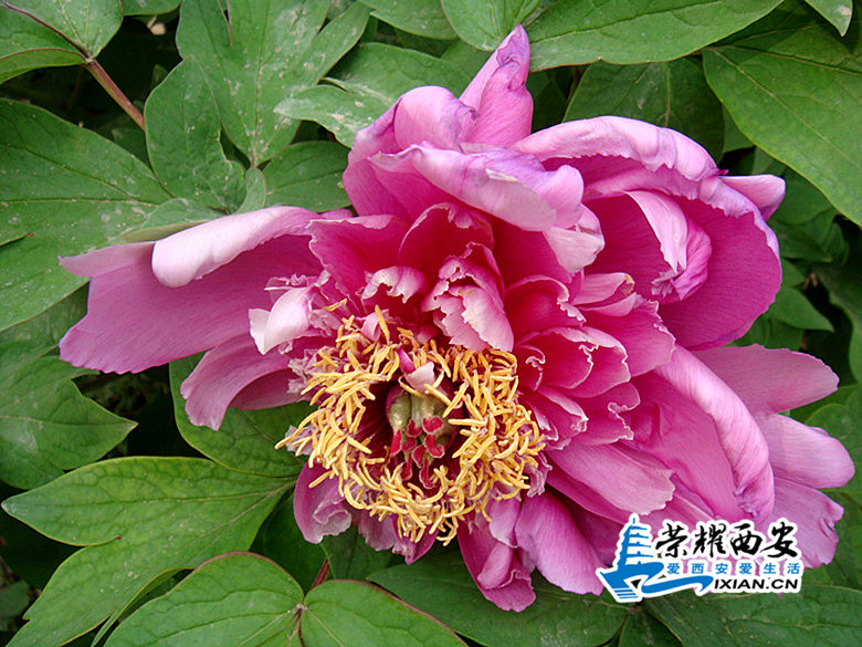 DSC02908_副本_副本.jpg