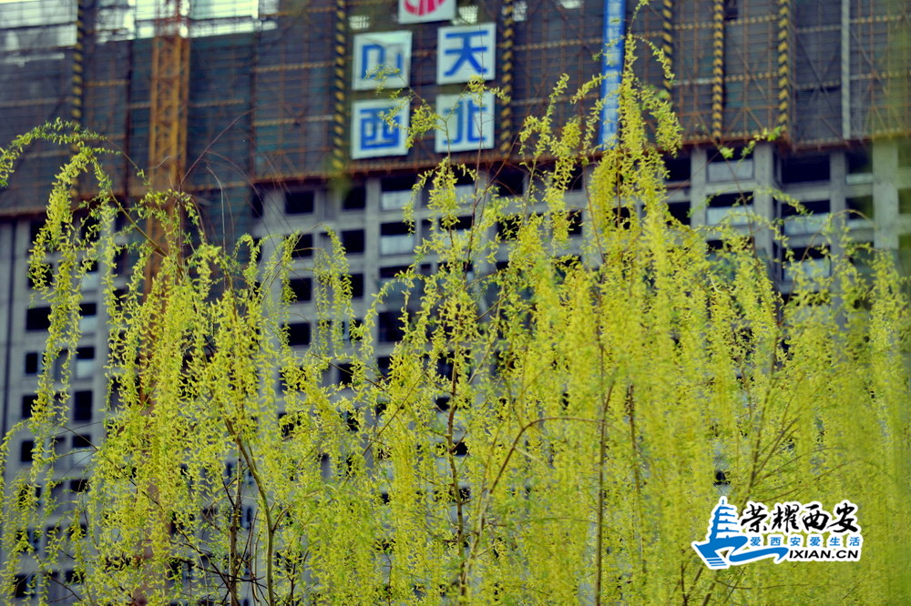 浐灞 严建设32.JPG