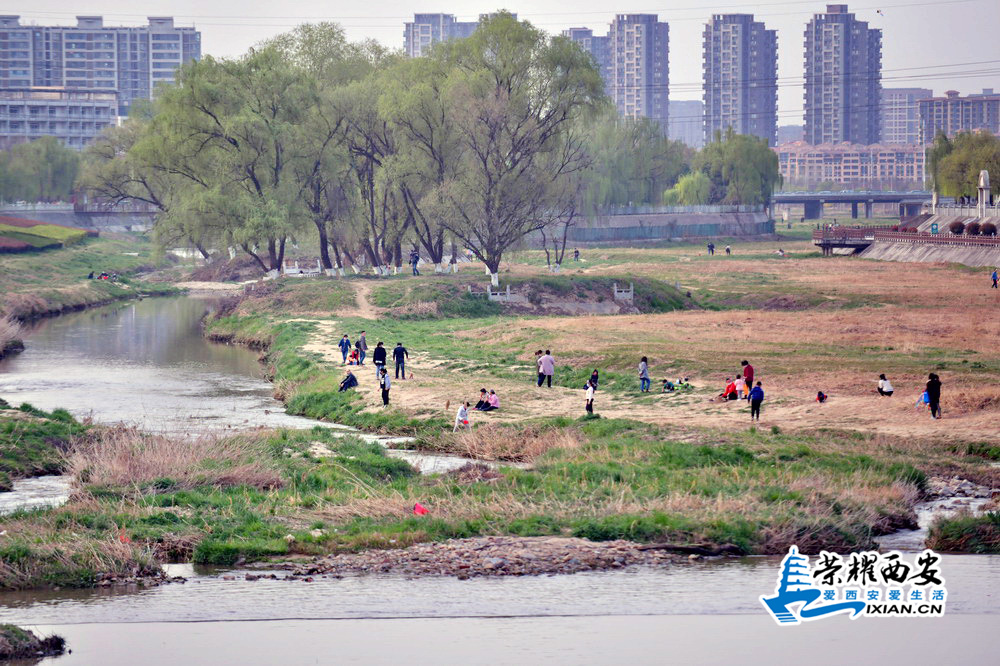 浐灞 严建设35.JPG