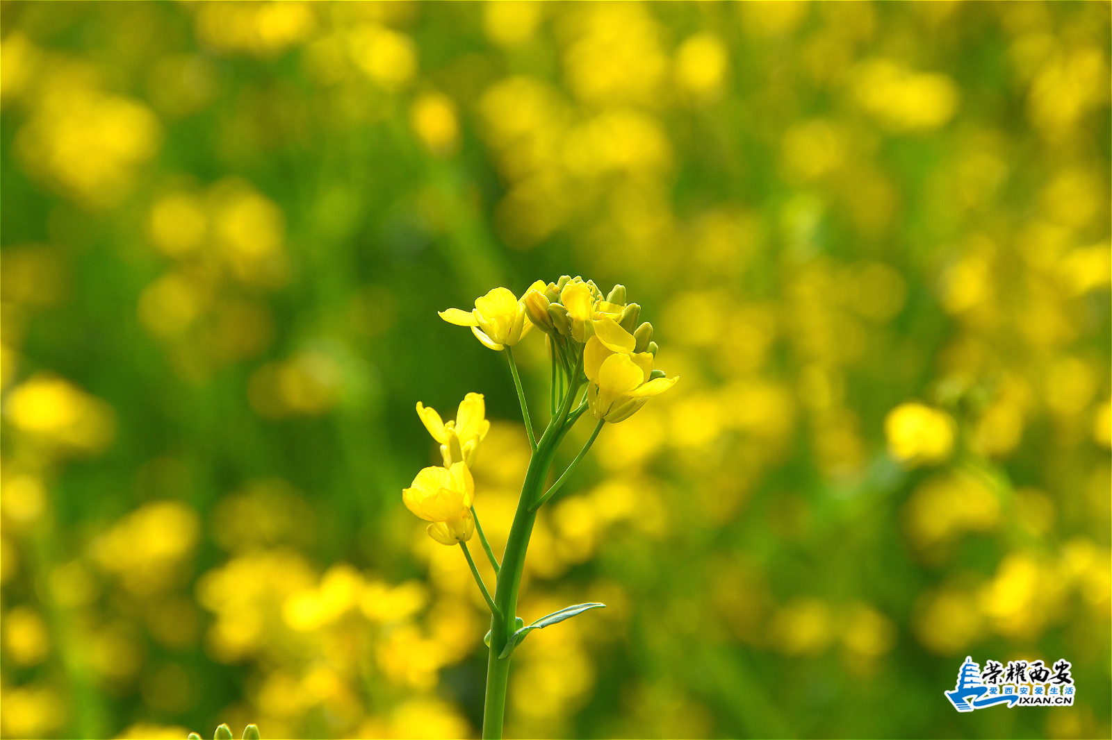 DSC_9194_meitu_11.jpg