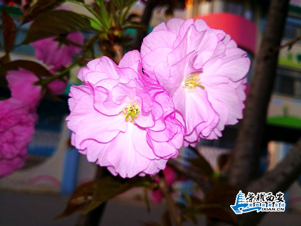 IMG_20200320_182316_conew1.jpg