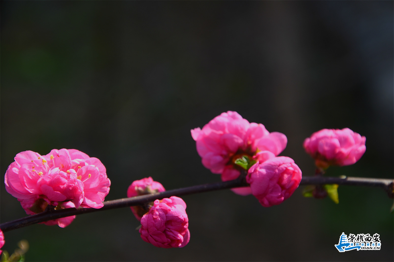DSC_9408_meitu_5.jpg