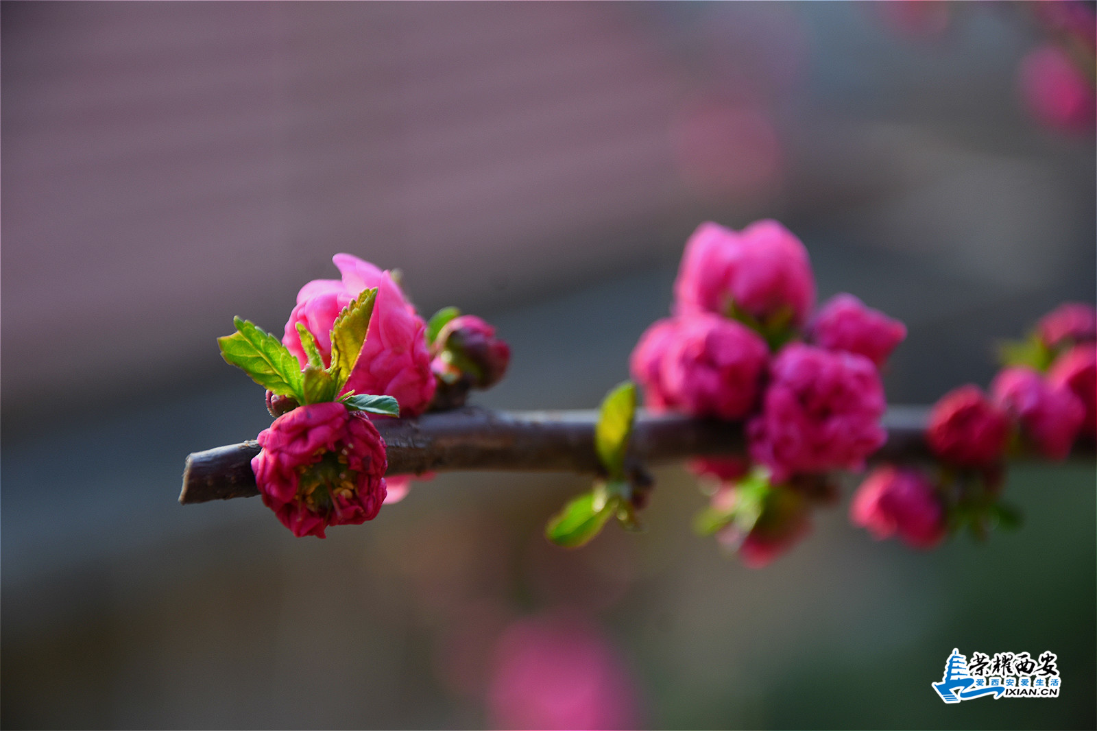 DSC_9518_meitu_9.jpg