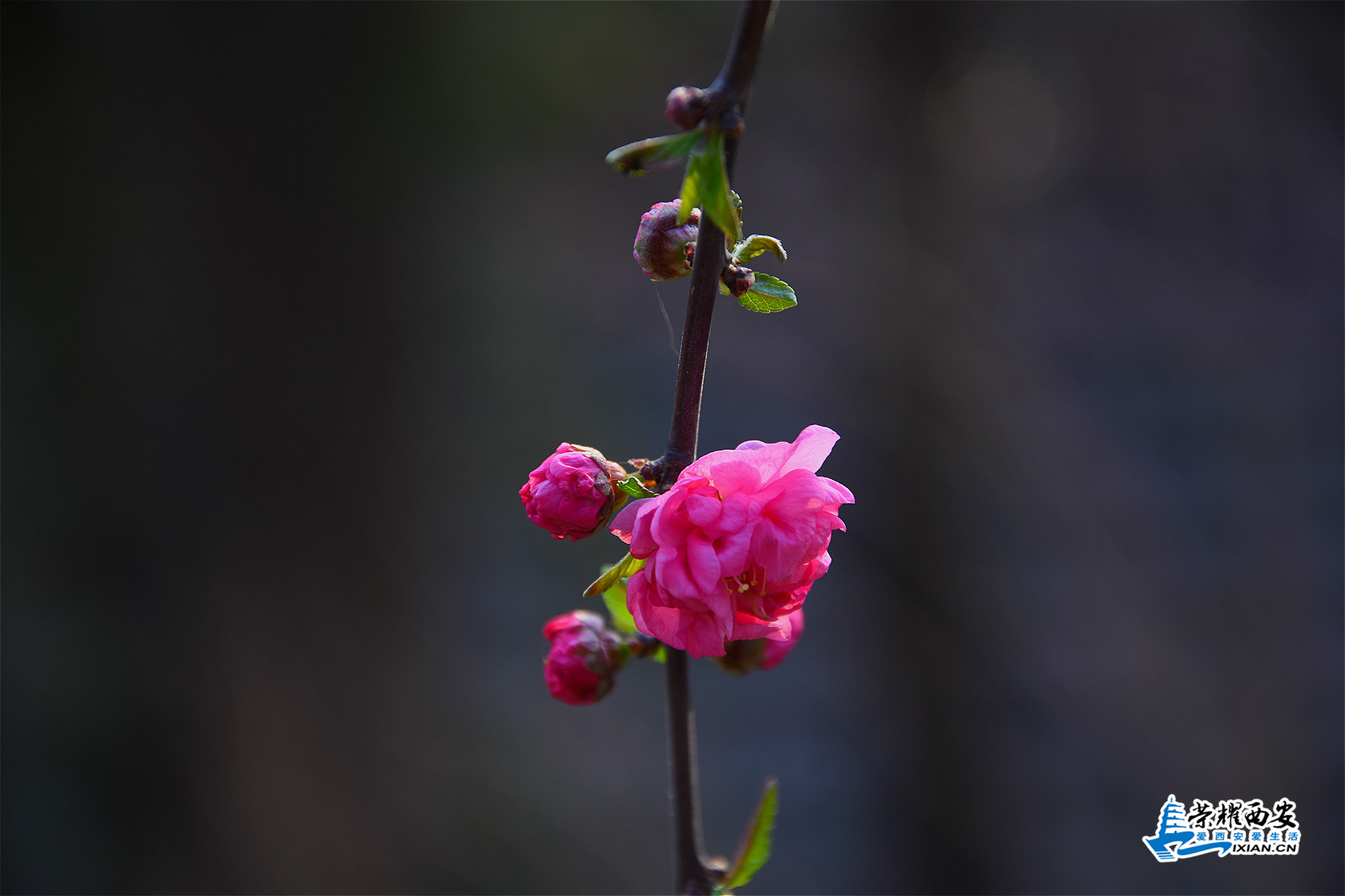 DSC_9550_meitu_1.jpg