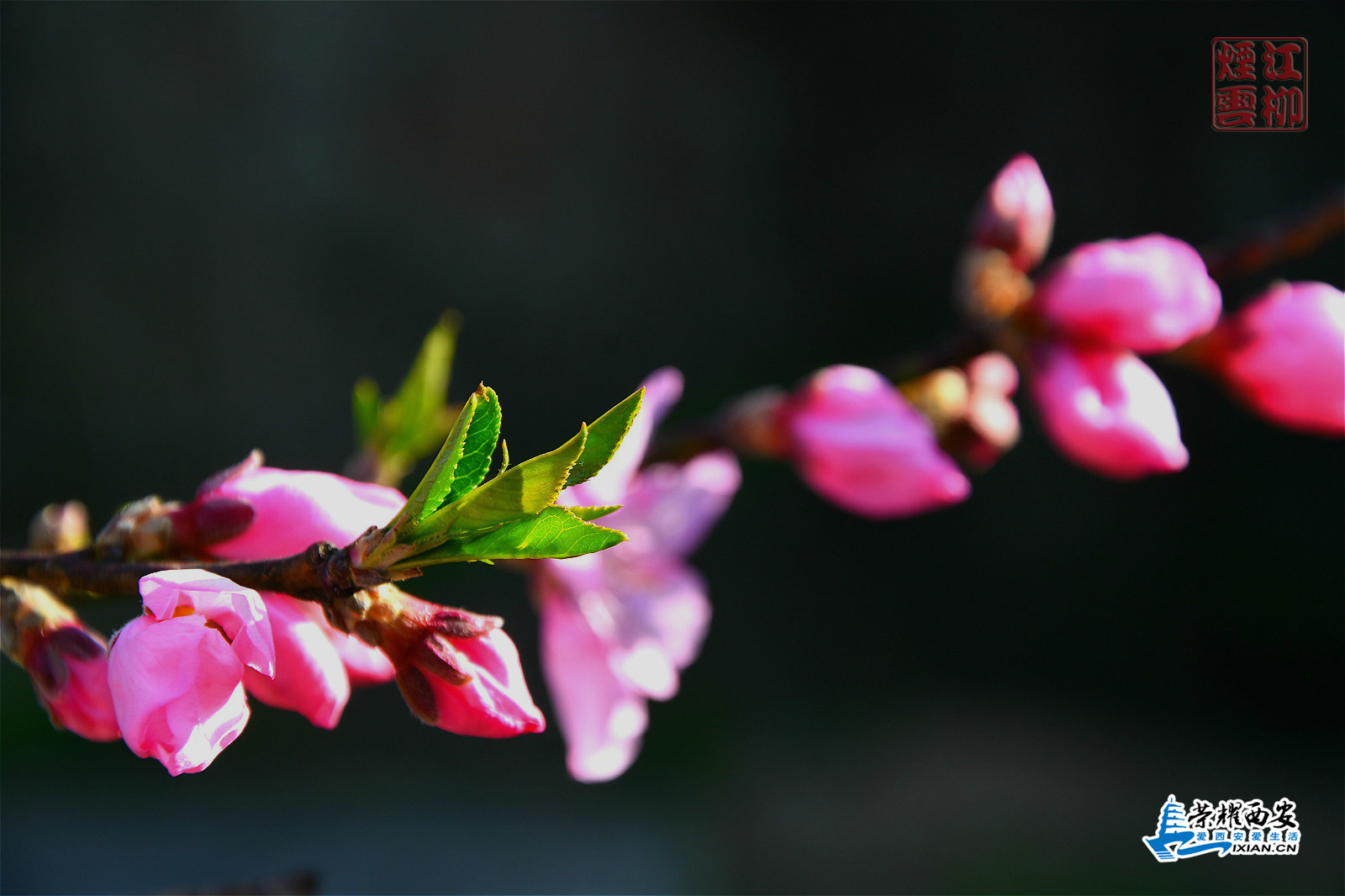 DSC_8962_meitu_83_meitu_41.jpg