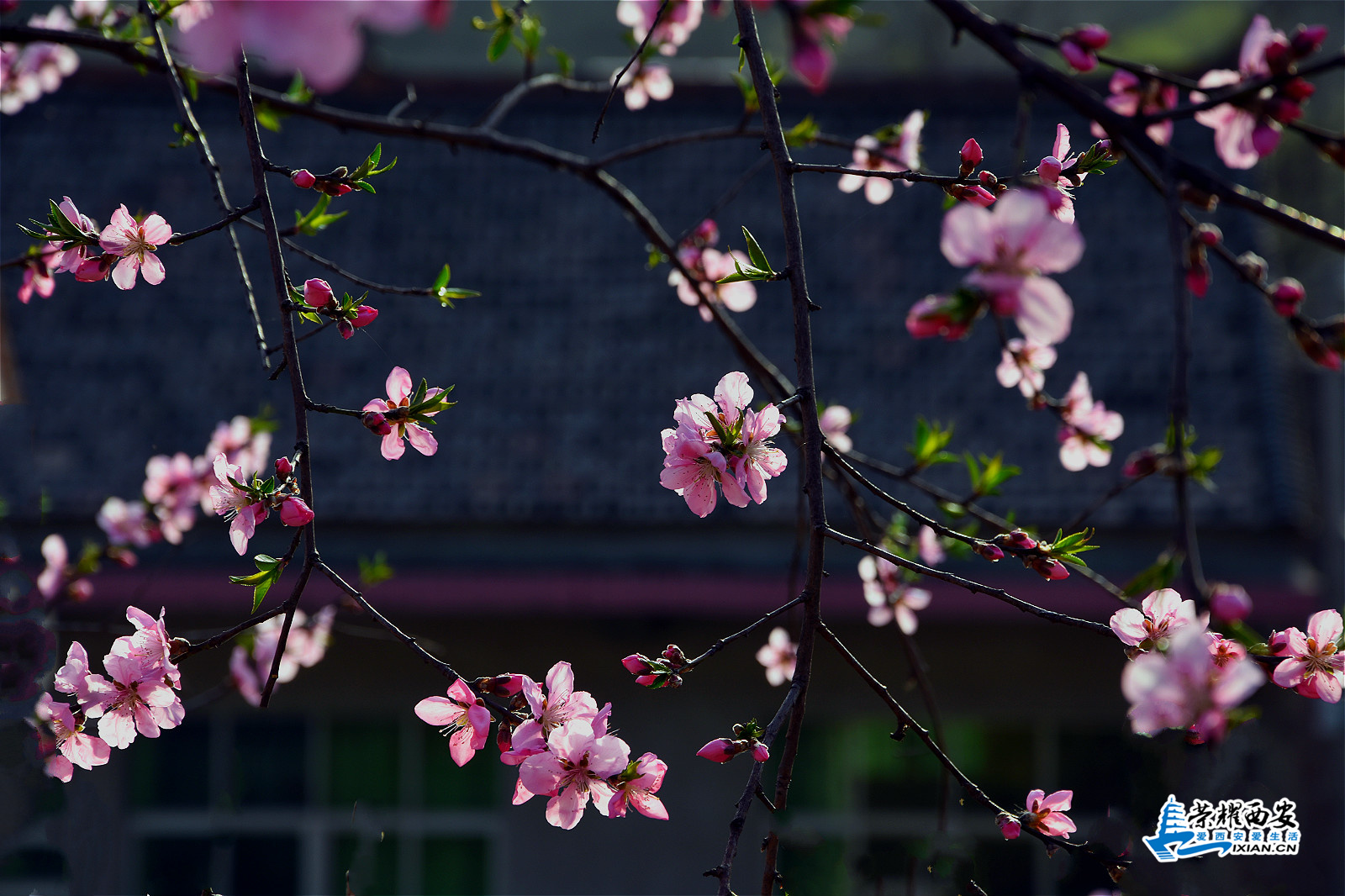 DSC_9246_meitu_2.jpg
