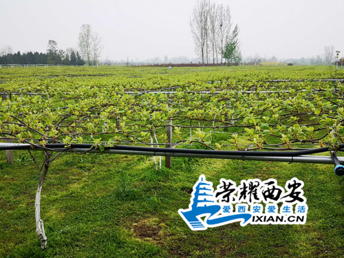 bcd81b6012ddd0f_size366_w500_h375.png