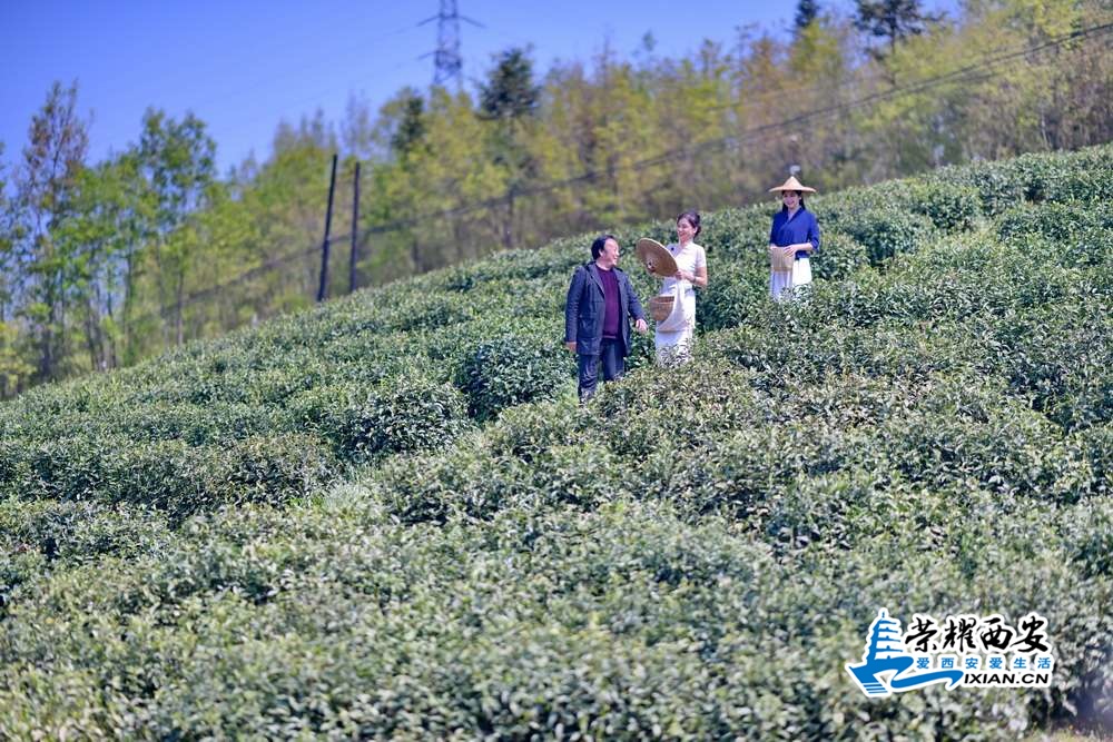 紫阳茶山 严建设31.JPG
