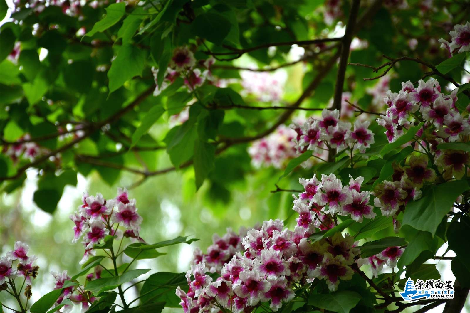 DSC_1312_meitu_17.jpg