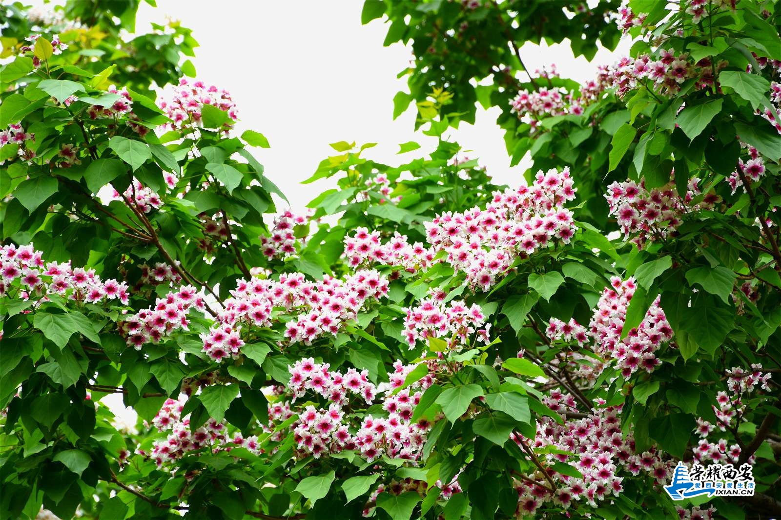 DSC_1323_meitu_28.jpg