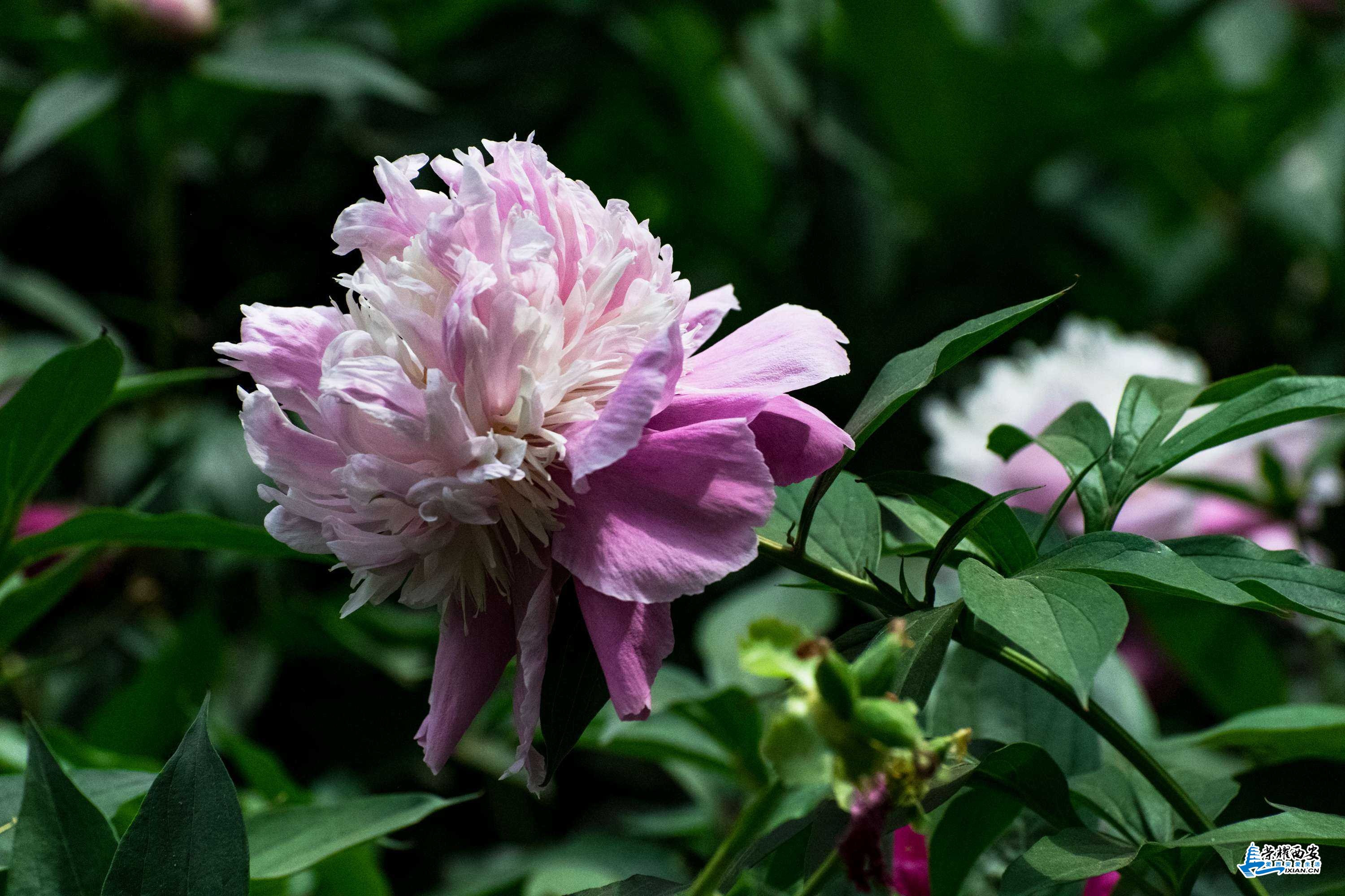 花.jpg