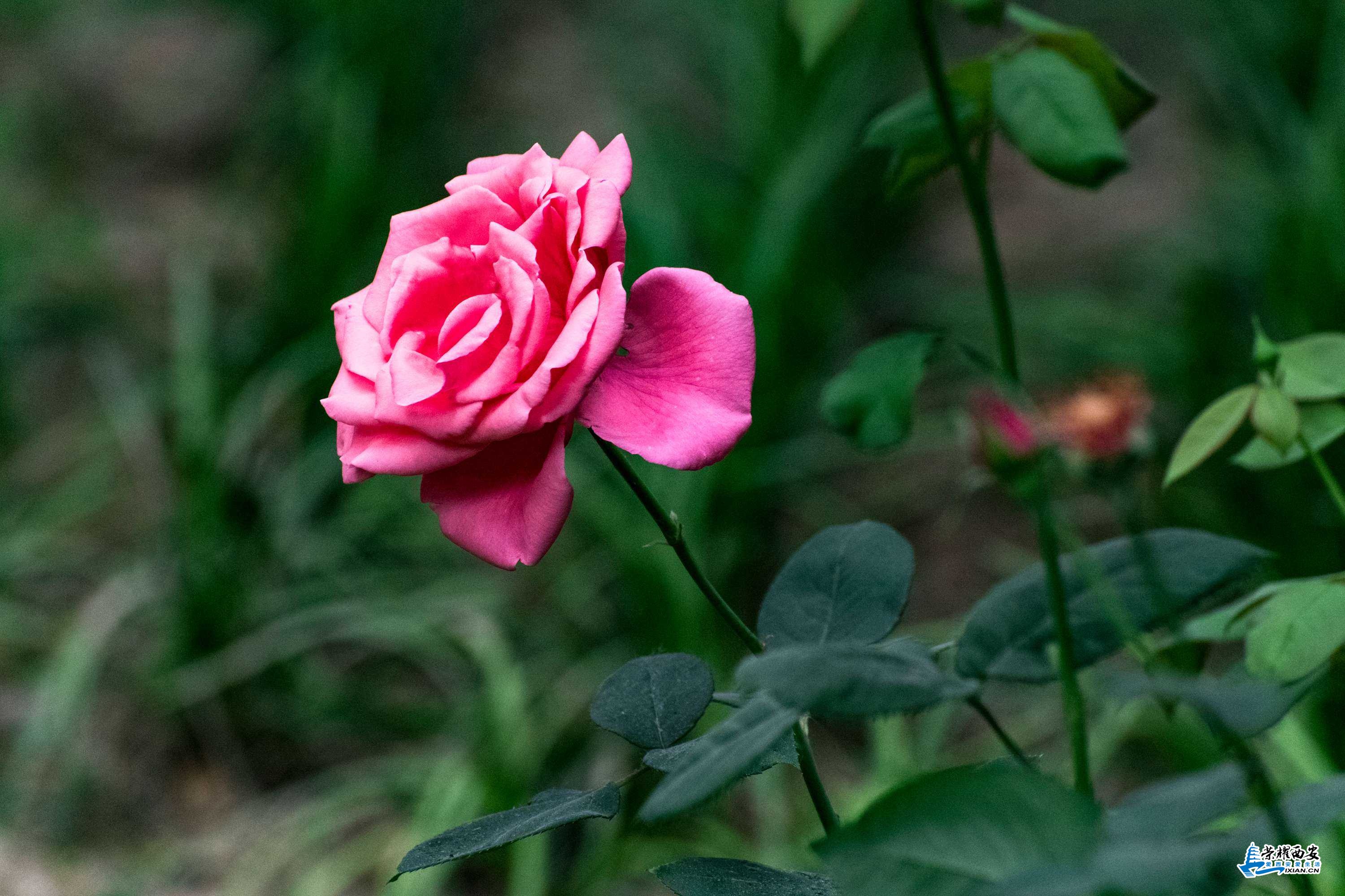花-007.jpg