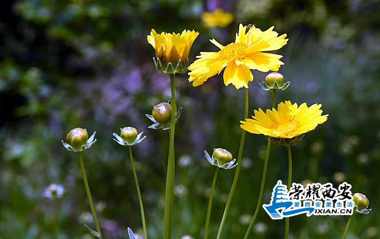 DSC_8388_副本.jpg