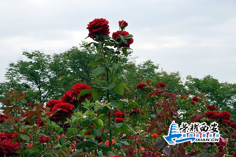 DSC_9050_副本.jpg