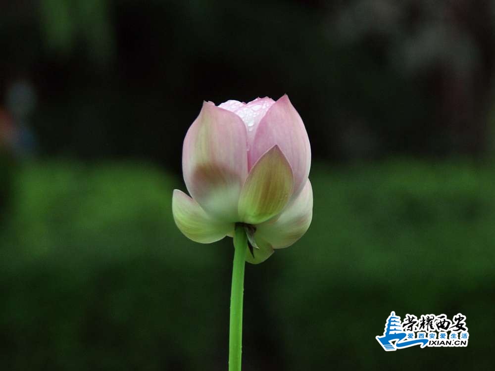 DSC_0014_conew1.jpg