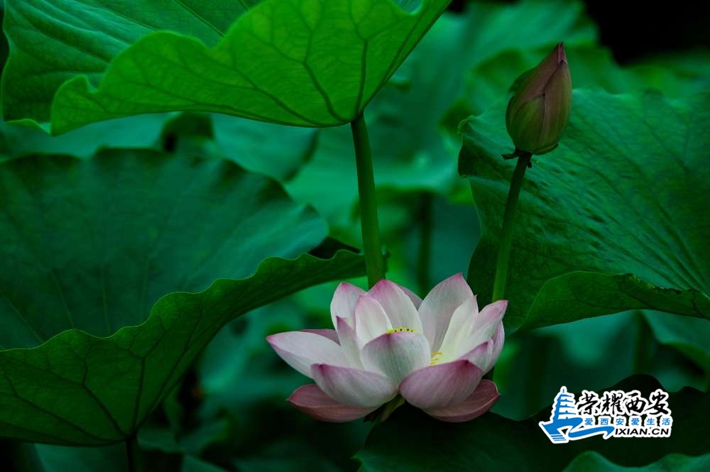 荷花-008.jpg