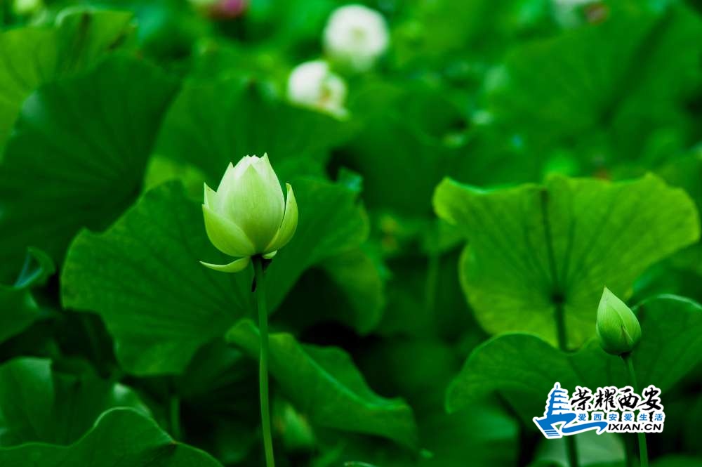 荷花-005.jpg