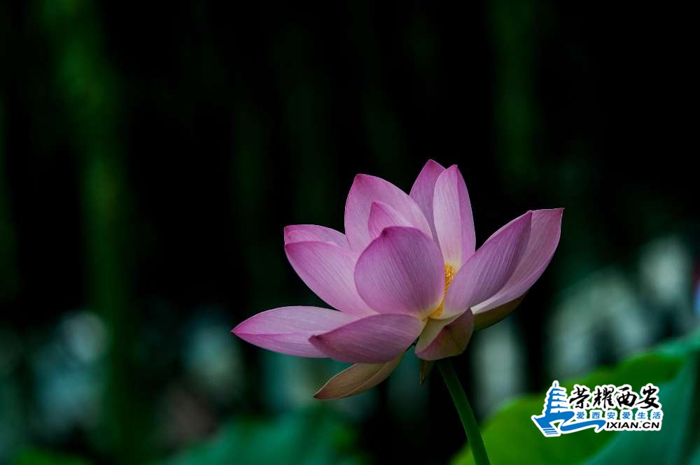 荷花-010.jpg