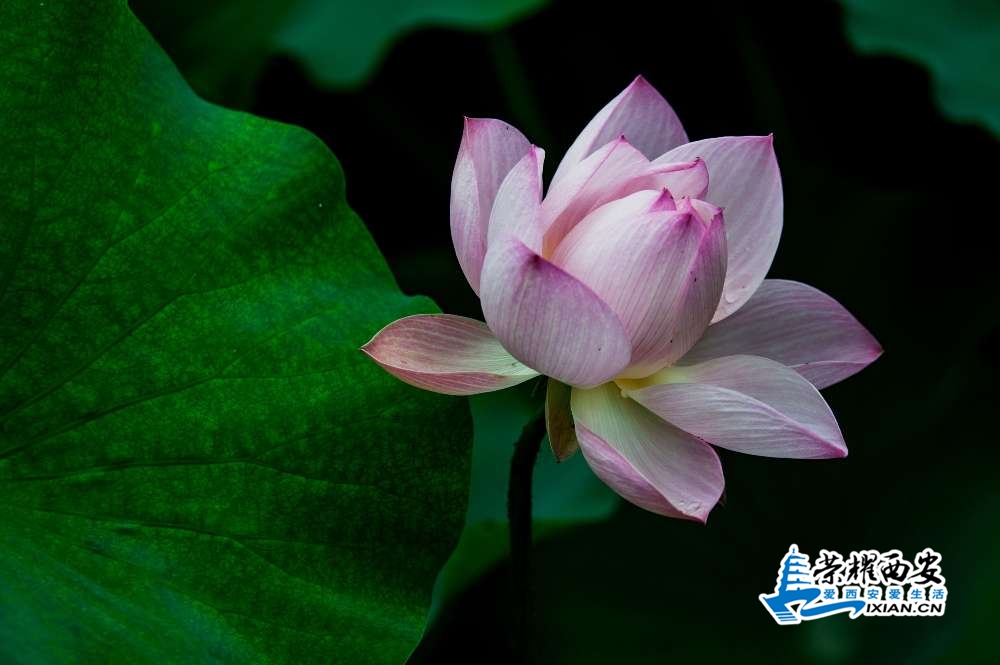荷花-015.jpg