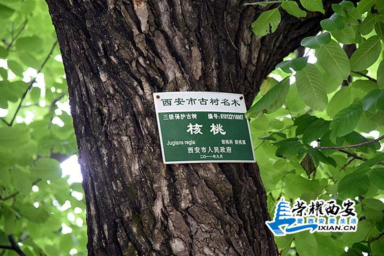 DSC_1778_副本.jpg